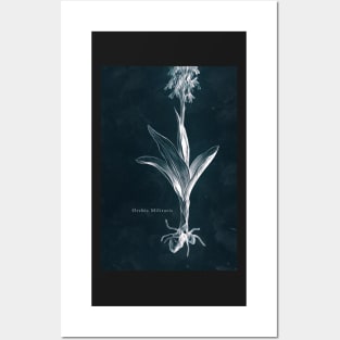 Cyanotype - Orchis Militaris - C Posters and Art